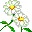Цветы :flower3: